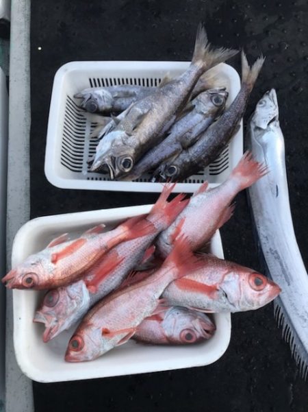 たいし丸 釣果