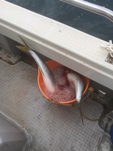 シーモンキー 釣果