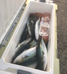 シーモンキー 釣果