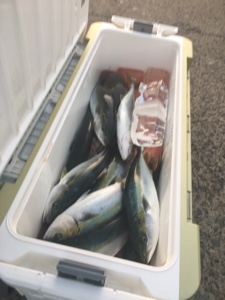 シーモンキー 釣果