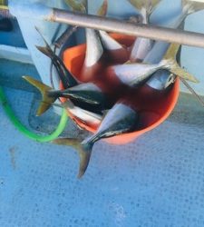 シーモンキー 釣果