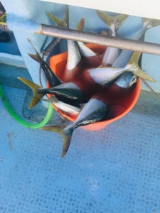 シーモンキー 釣果