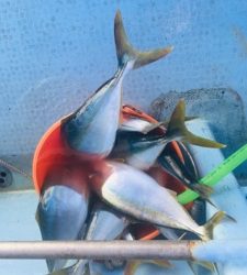 シーモンキー 釣果