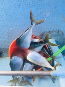 シーモンキー 釣果