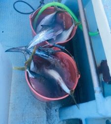 シーモンキー 釣果