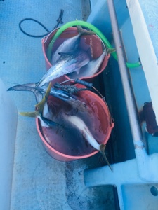 シーモンキー 釣果