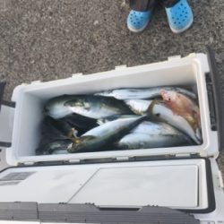 シーモンキー 釣果