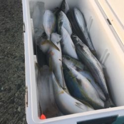 シーモンキー 釣果