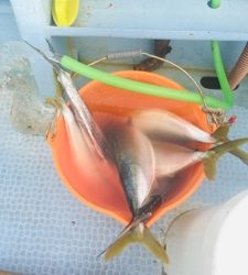 シーモンキー 釣果