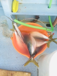 シーモンキー 釣果