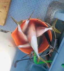 シーモンキー 釣果