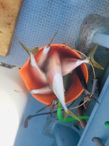 シーモンキー 釣果