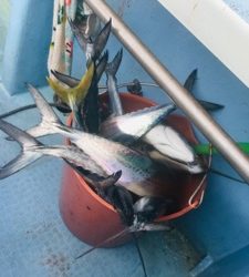 シーモンキー 釣果