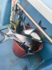 シーモンキー 釣果