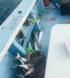 シーモンキー 釣果