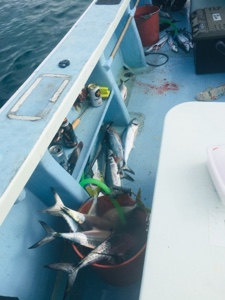 シーモンキー 釣果