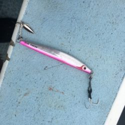 シーモンキー 釣果