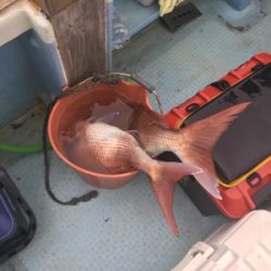 シーモンキー 釣果