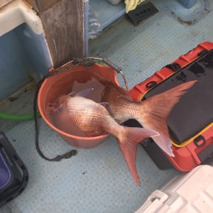 シーモンキー 釣果