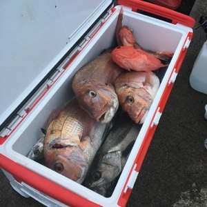 シーモンキー 釣果