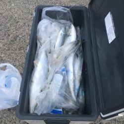 シーモンキー 釣果