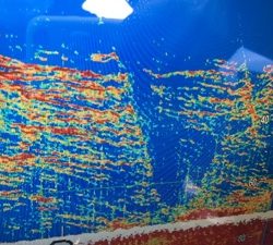 シーモンキー 釣果