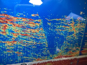 シーモンキー 釣果