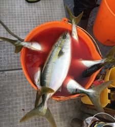 シーモンキー 釣果