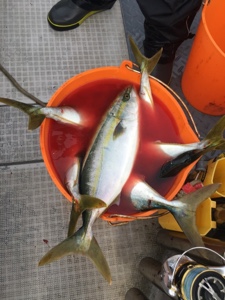 シーモンキー 釣果