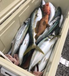 シーモンキー 釣果