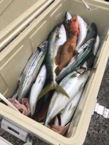 シーモンキー 釣果