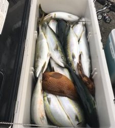 シーモンキー 釣果