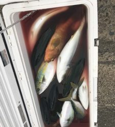 シーモンキー 釣果