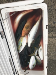 シーモンキー 釣果