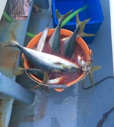 シーモンキー 釣果