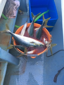 シーモンキー 釣果