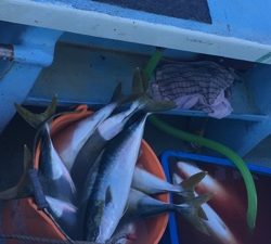 シーモンキー 釣果