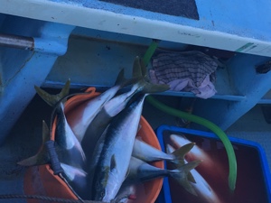 シーモンキー 釣果