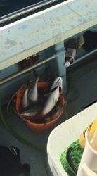 シーモンキー 釣果