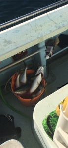 シーモンキー 釣果