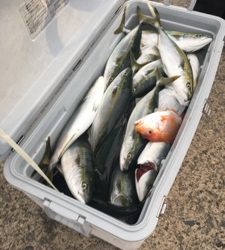 シーモンキー 釣果