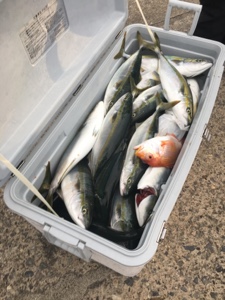 シーモンキー 釣果