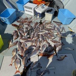 リトルワン 釣果