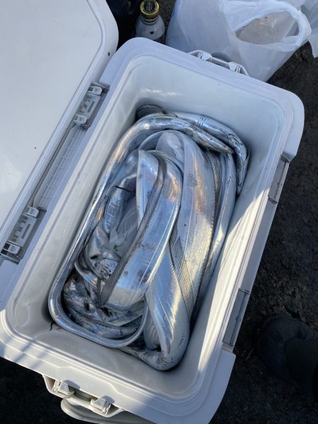 リトルワン 釣果