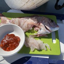 リトルワン 釣果