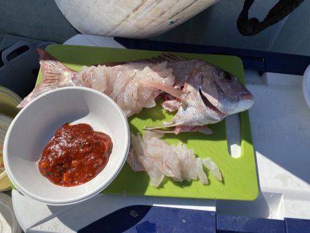 リトルワン 釣果