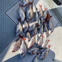 リトルワン 釣果