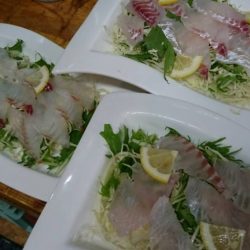 リトルワン 釣果