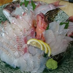 リトルワン 釣果