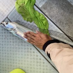 リトルワン 釣果